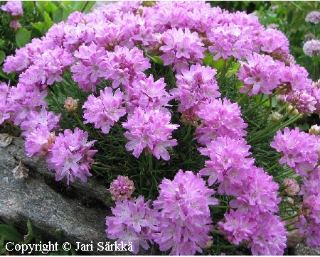 Armeria juniperifolia